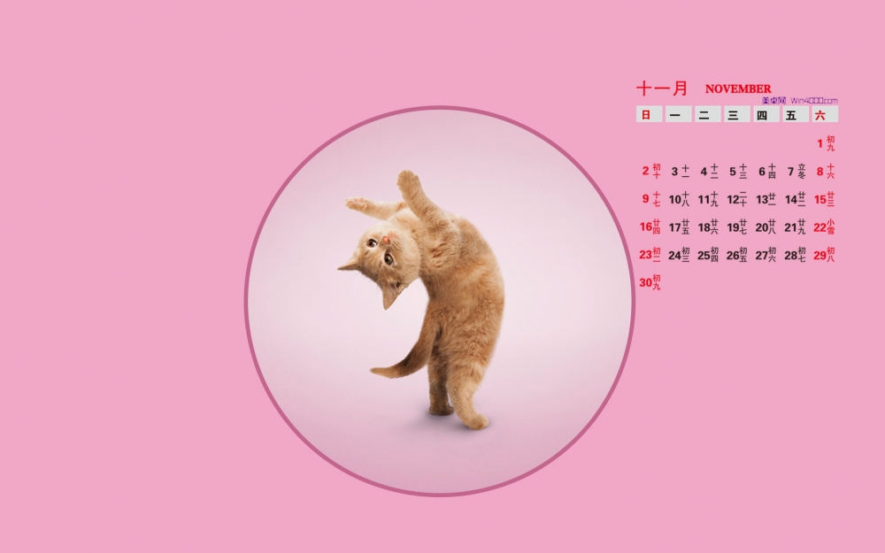 2014年11月日历桌面壁纸爱做瑜伽的可爱小猫搞笑图片