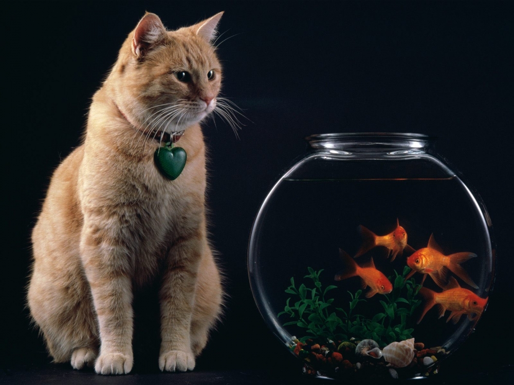 1600猫咪写真 第四辑
