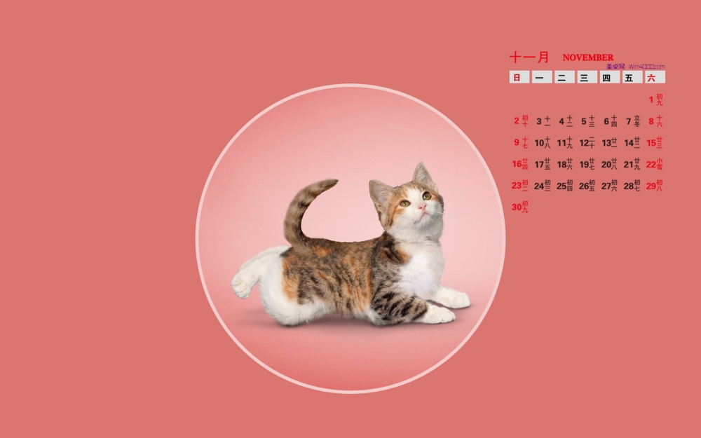 2014年11月日历桌面壁纸爱做瑜伽的可爱小猫搞笑图片
