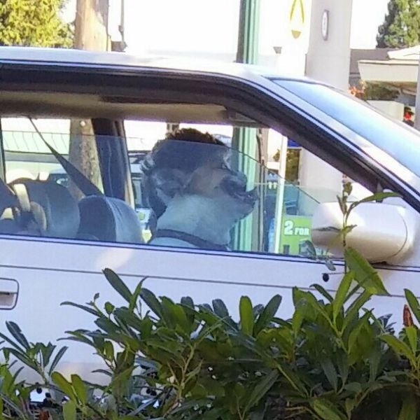 爆笑！动物也喜欢玩借位摄影