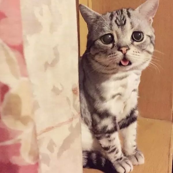 萌倒ゅ≈