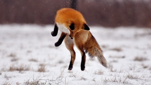 跳跃的狐狸