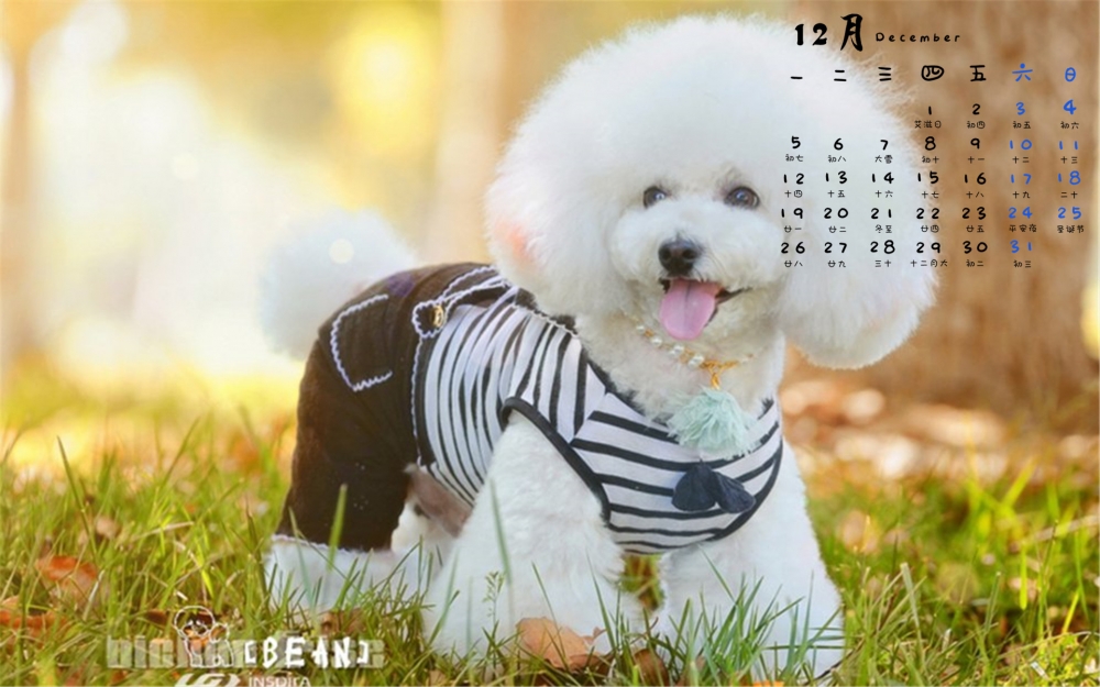 2016年12月日历比熊犬萌宠户外清新电脑壁纸下载