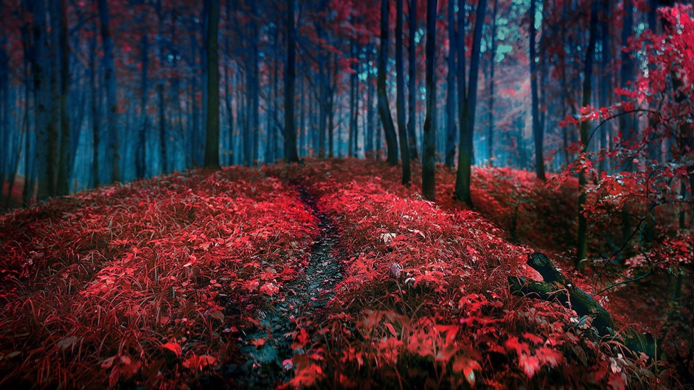 枯黄的秋季风景壁纸