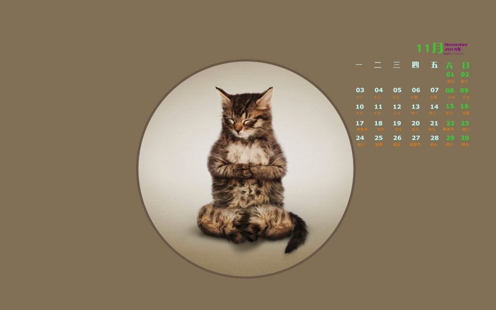 2014年11月日历桌面壁纸爱做瑜伽的可爱小猫搞笑图片