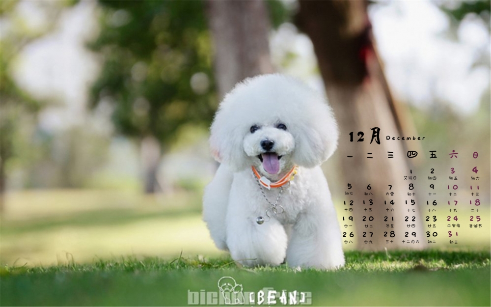 2016年12月日历比熊犬萌宠户外清新电脑壁纸下载