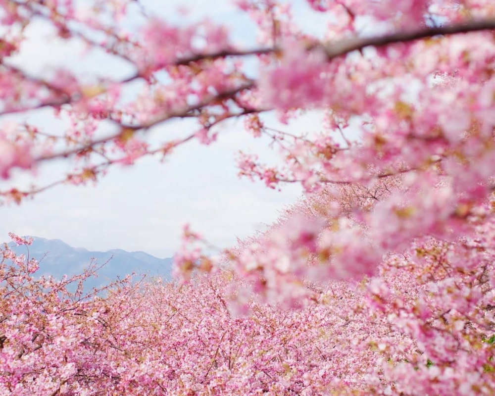 唯美桃花高清桌面壁纸