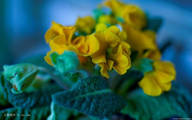 美丽的植物特写