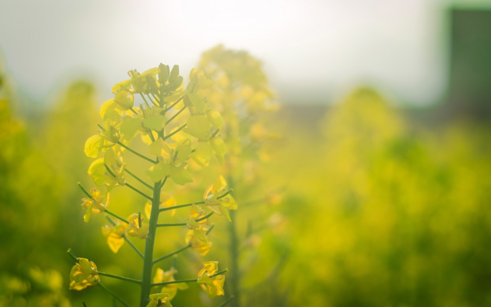 小清新油菜花摄影图片电脑桌面壁纸下载