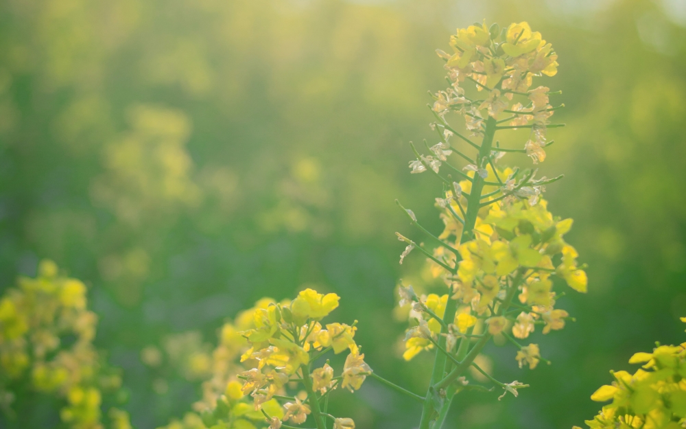 小清新油菜花摄影图片电脑桌面壁纸下载