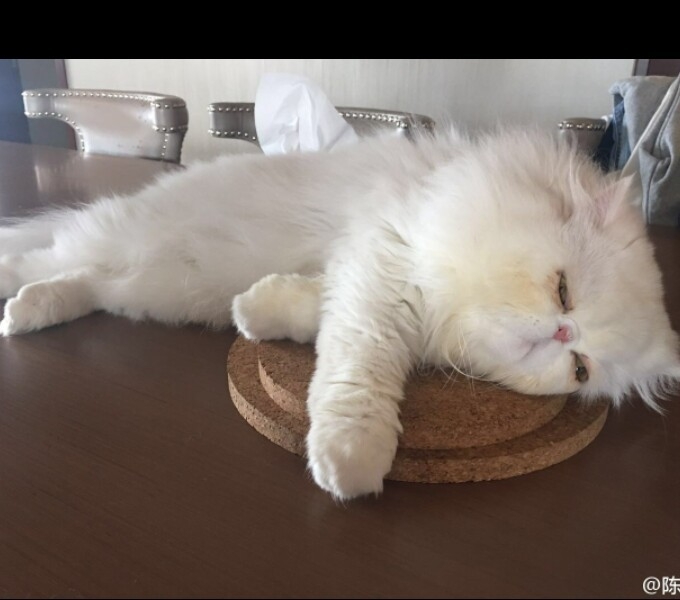 我想做一只猫就赖在你怀里。