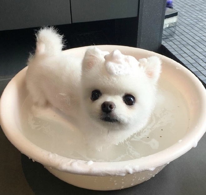 秋裤狗·