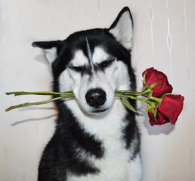 秋裤狗·