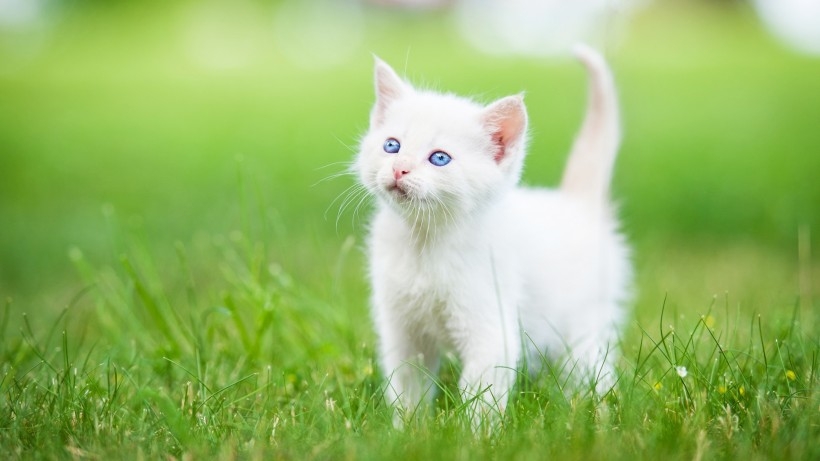 萌宠可爱白毛猫咪桌面壁纸