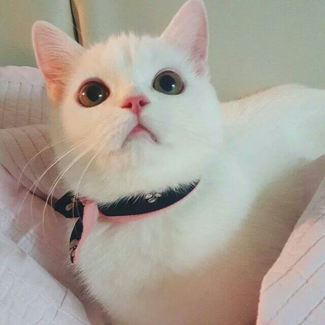 被萌化了و✧
