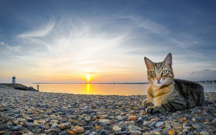 可爱猫咪卖萌桌面壁纸