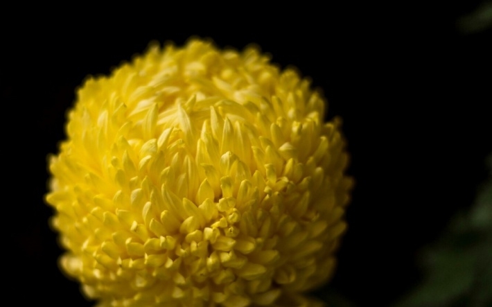 武汉植物园唯美菊花图片大全