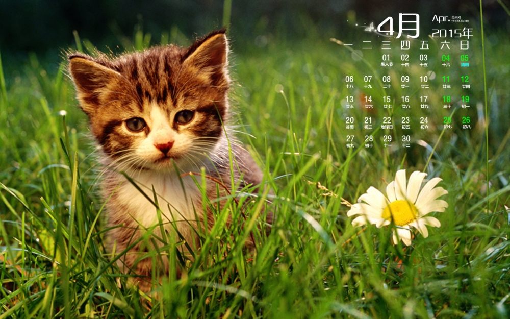 2015年4月日历在草丛中玩耍的可爱喵星人小猫萌宠壁纸桌面下载