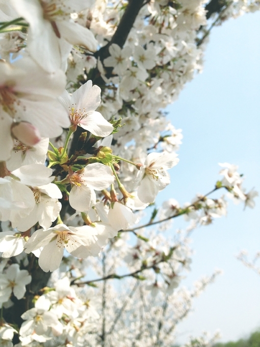 繁花点点 偶遇小清新图片