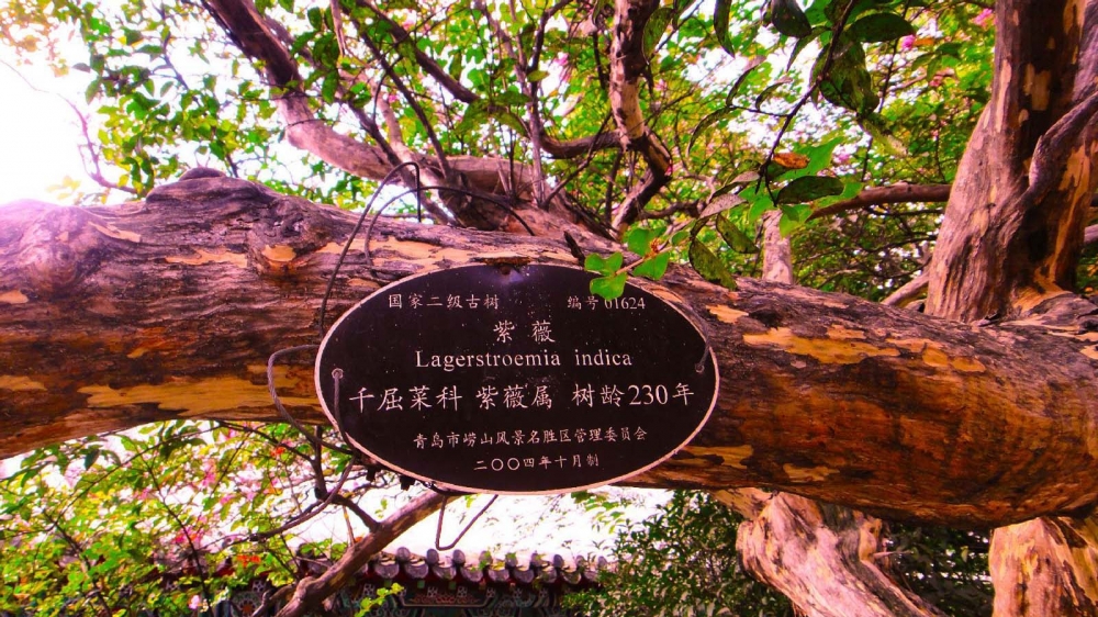 崂山上清宫景观