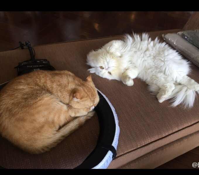 我想做一只猫就赖在你怀里。