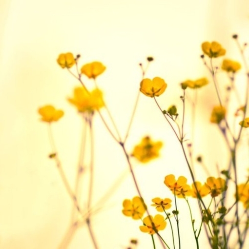 繁花点点 偶遇小清新图片