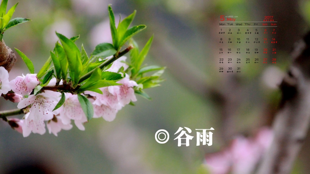 2017年5月二十四节气之谷雨唯美花卉高清日历壁纸