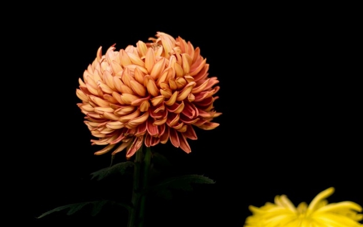 武汉植物园唯美菊花图片大全