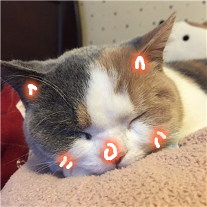 怀中猫.