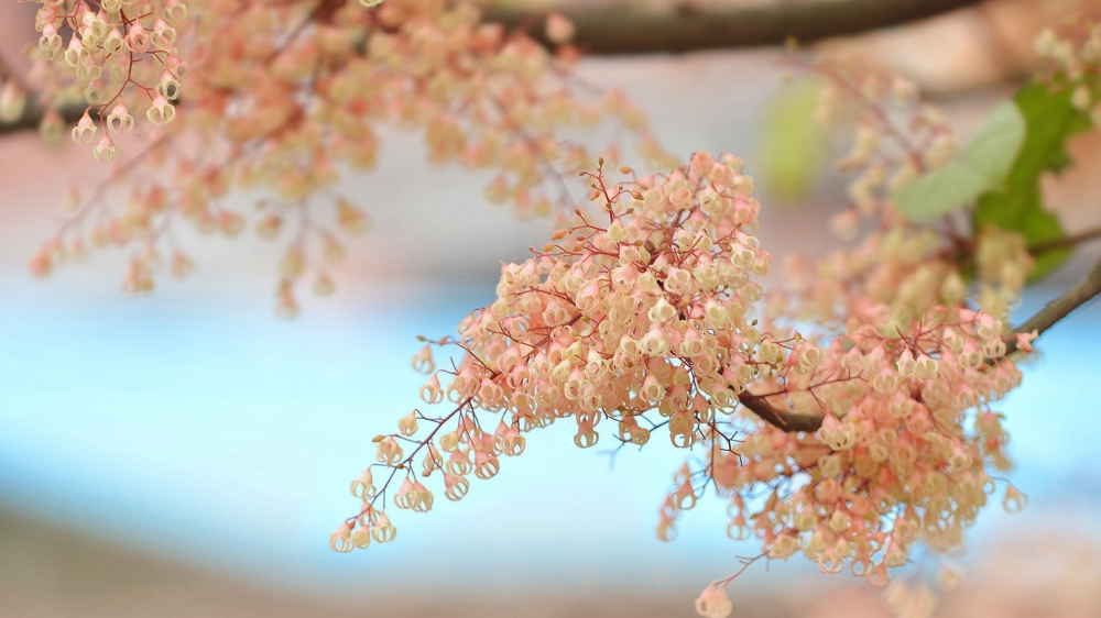 苹婆花风景电脑壁纸