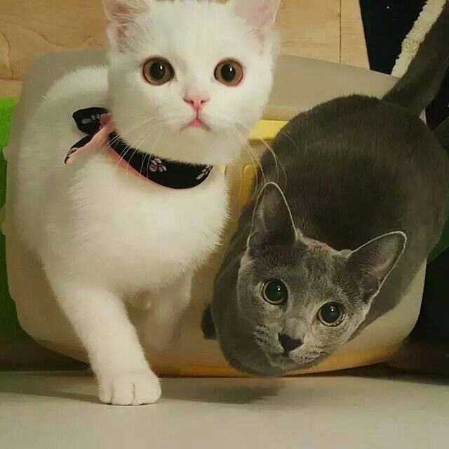 被萌化了و✧