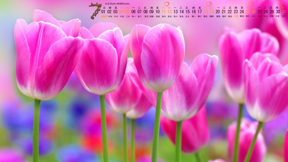 2015年7月日历精选嫩粉花朵高清植物花卉桌面壁纸下载