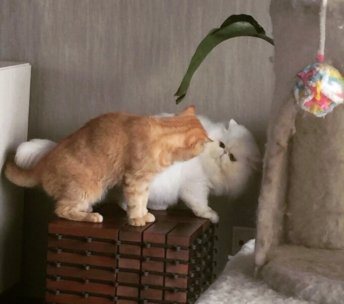 我想做一只猫就赖在你怀里。