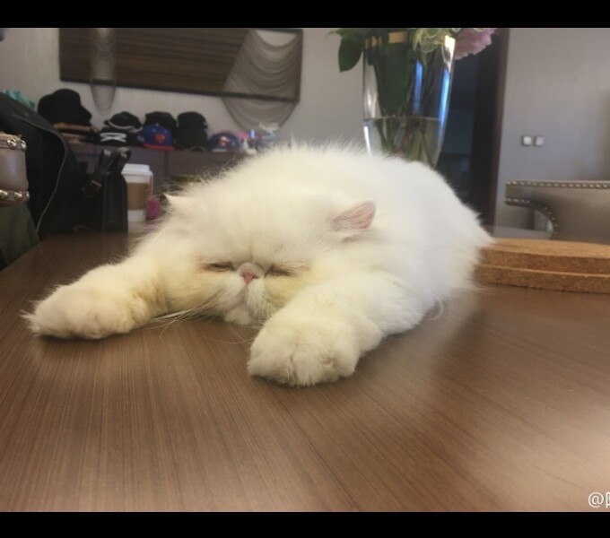 我想做一只猫就赖在你怀里。