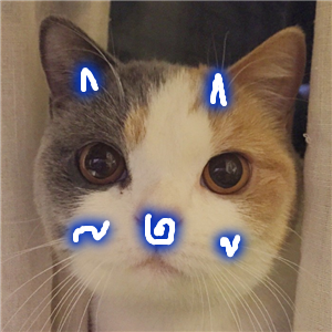 怀中猫.
