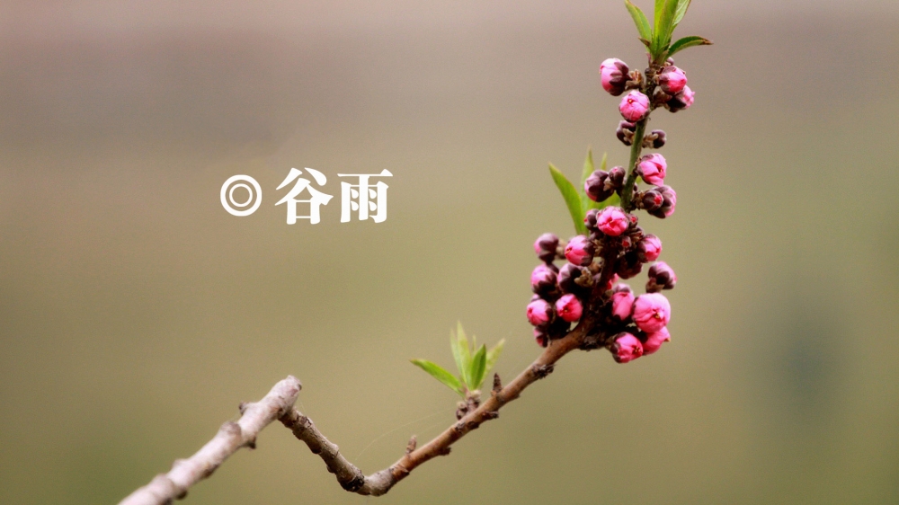 二十四节气之谷雨唯美花卉高清桌面壁纸