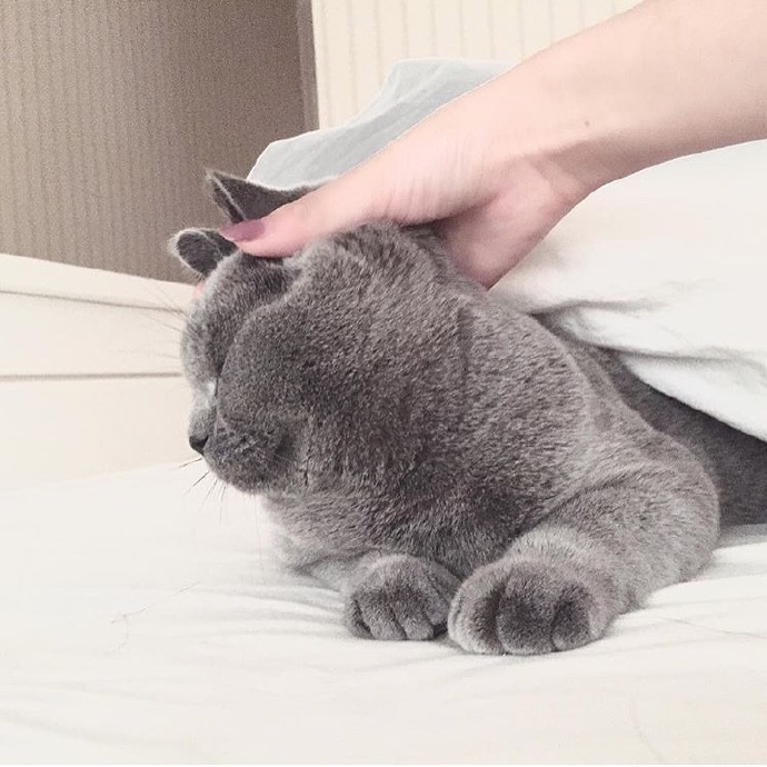 有喵星人の日子
