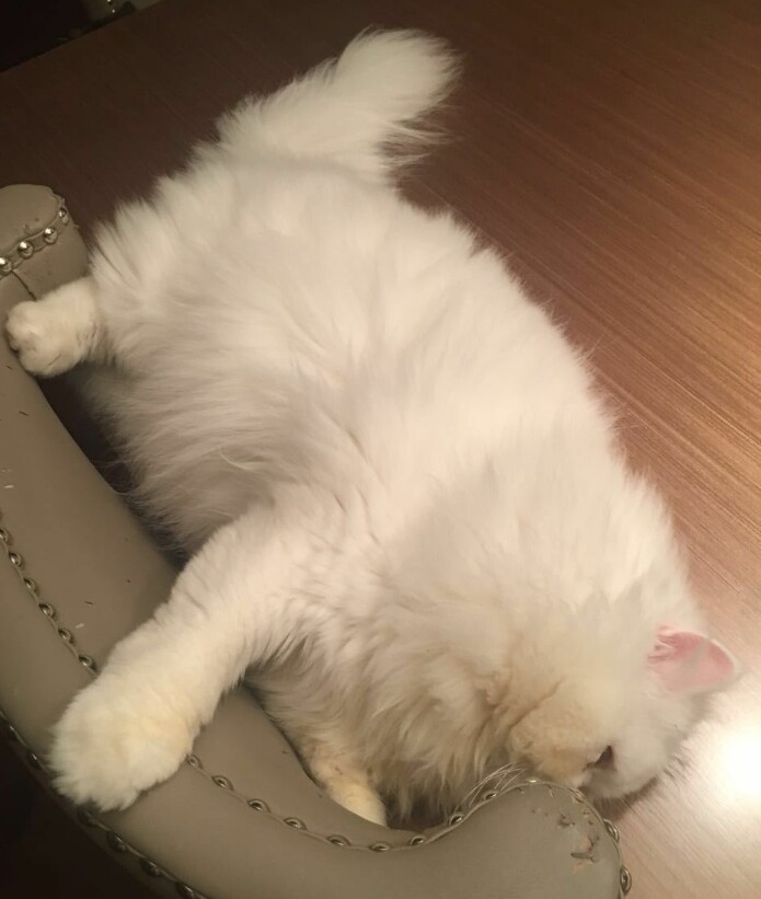 我想做一只猫就赖在你怀里。