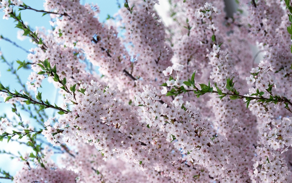 鲜花合集 第十辑
