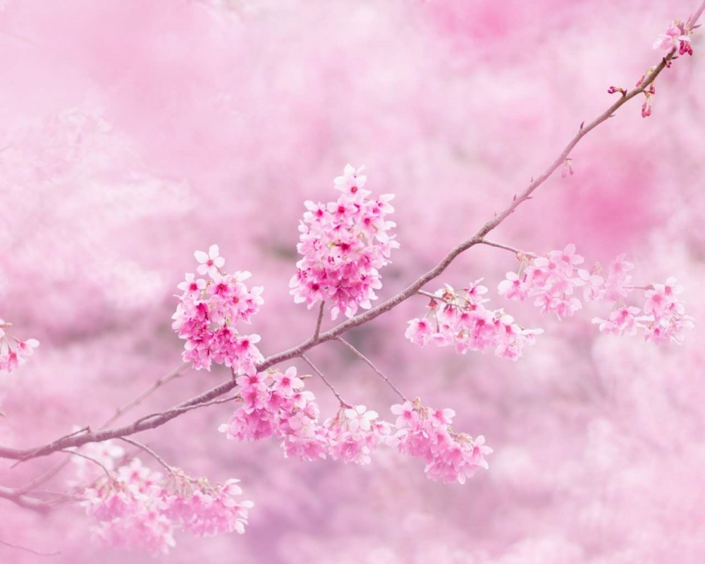 唯美桃花高清桌面壁纸