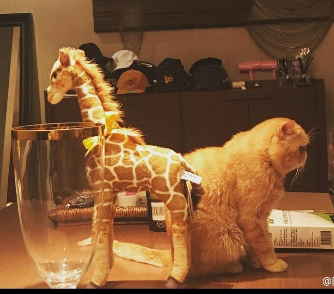 我想做一只猫就赖在你怀里。