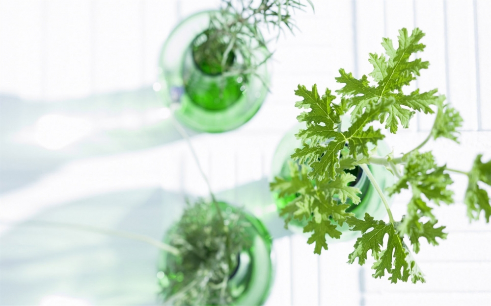清新绿色盆栽植物高清精选桌面壁纸下载