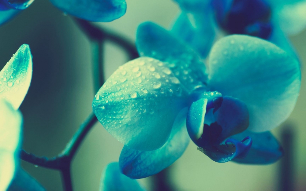 超清花卉特写桌面壁纸
