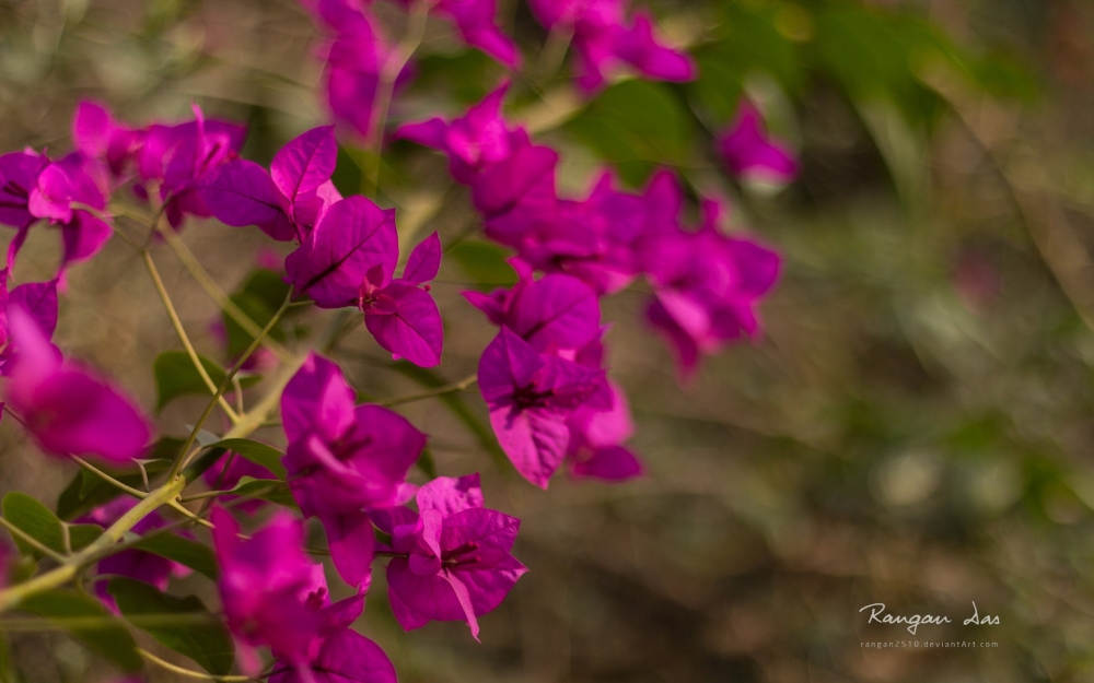 《花园一瞥》第三辑 鲜花花蕾宽屏壁纸