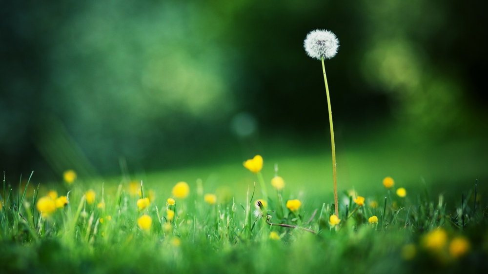 蒲公英黄色小花绿色草地壁纸