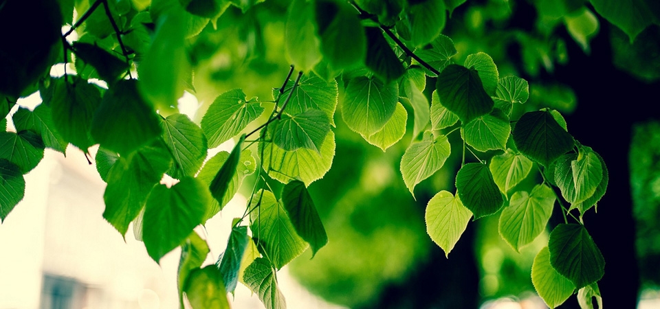 绿色的树,树叶,护眼桌面壁纸