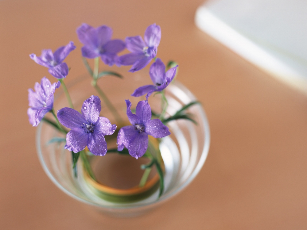 室内花 第六辑