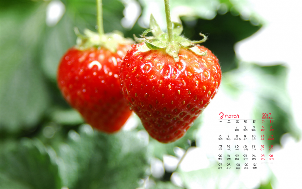 2017年3月清新可爱的草莓养眼高清植物日历壁纸