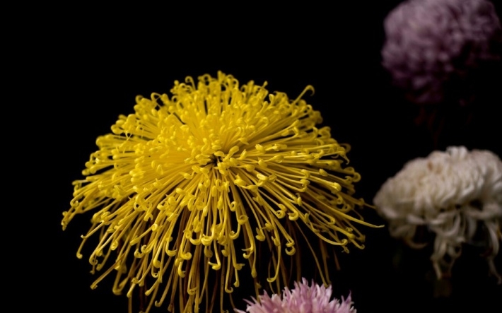 武汉植物园唯美菊花图片大全