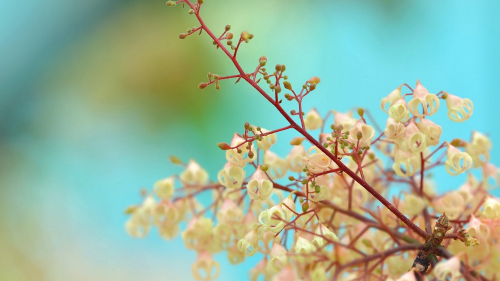 苹婆花风景电脑壁纸
